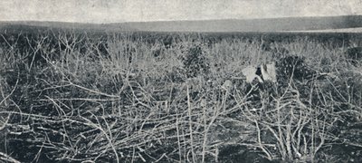 Cassava Plantation by Axel Frick