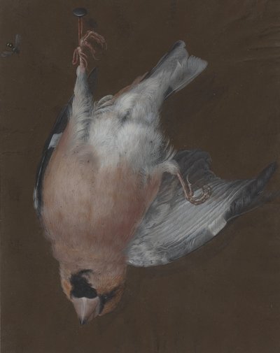 A Rose-Breasted Finch Hanging from a Nail by Barbara Dietzsch