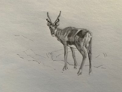 Reindeer by Barbara Hoogeweegen