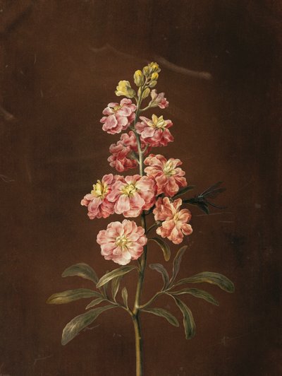 A Pink Stock with a Dragonfly by Barbara Regina Dietzsch