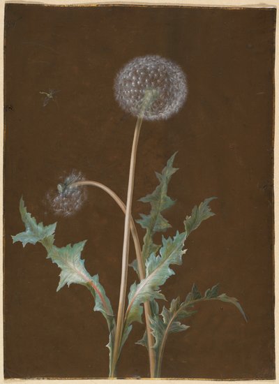 Dandelion by Barbara Regina Dietzsch