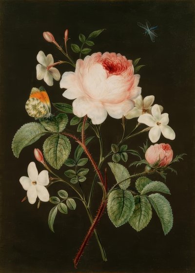 Bouquet of Rose and Jasmine by Barbara Regina Dietzsch