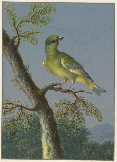 Greenfinch (Four Gouaches of Birds, Series Title) by Barbara Regina Dietzsch