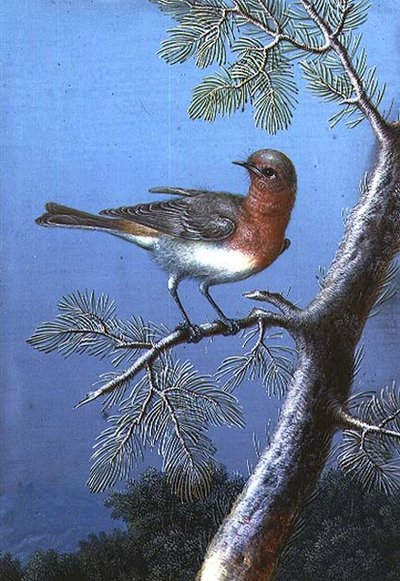 Robin Standing on a Branch by Barbara Regina Dietzsch