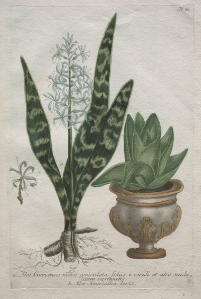 Aloes by Bartholomaus Seutter