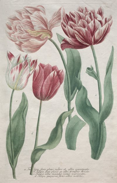 Tulips by Bartholomaus Seutter