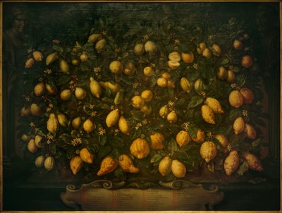 Oranges, Citron, and Lemons by Bartolomeo Bimbi