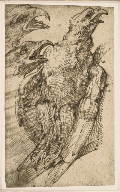 Study of an Eagle by Bartolomeo Passarotti