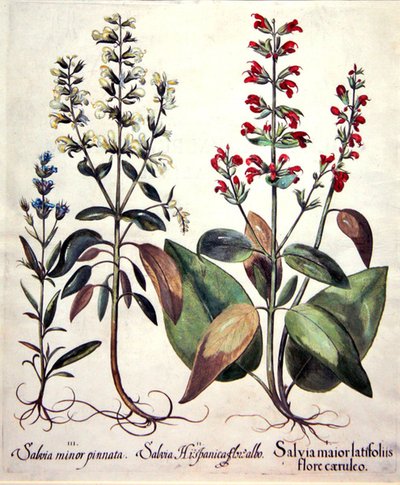 Species of Salvia by Basilius (after) Besler