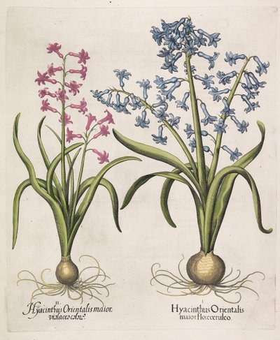 Hyacinthus Orientalis by Basilius Besler