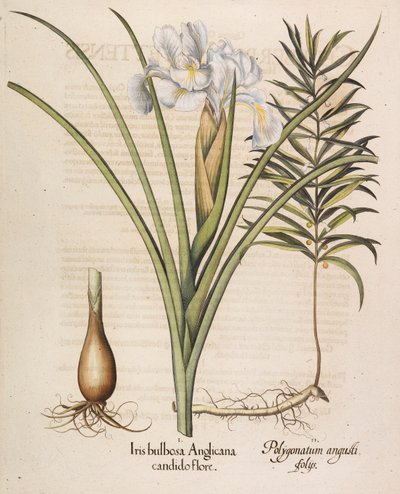 Iris bulbosa Anglicana by Basilius Besler