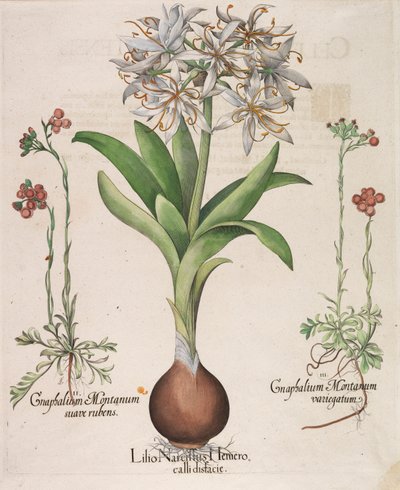Lilio Narcissus Hemerocalli, 1613 by Basilius Besler