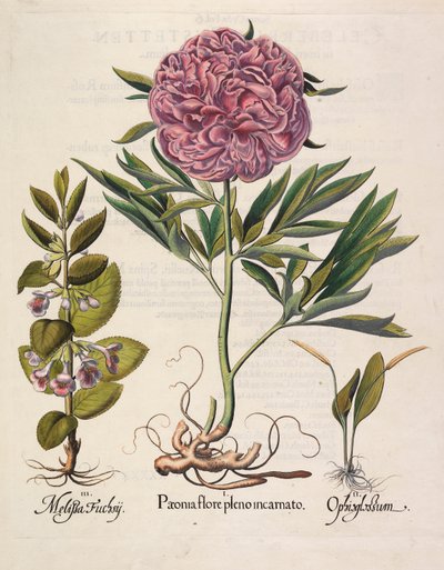 Paeonia Flore Pleno by Basilius Besler