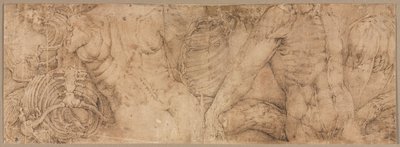 Torsos with Rib Cages by Battista Franco