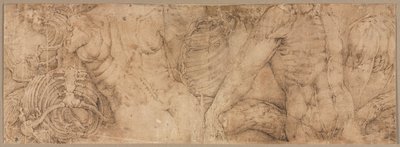 Torsos with Rib Cages, early 1540s by Battista Franco