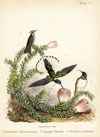 Hummingbird species by Bauerrichter