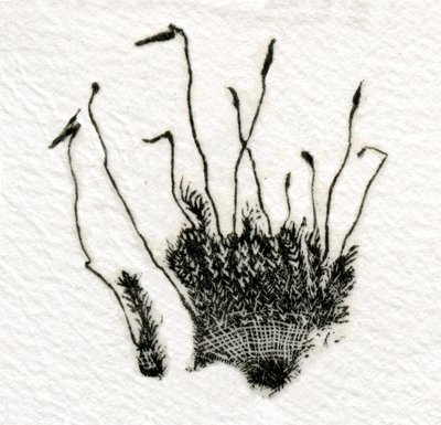 Budding Moss by Bella Larsson