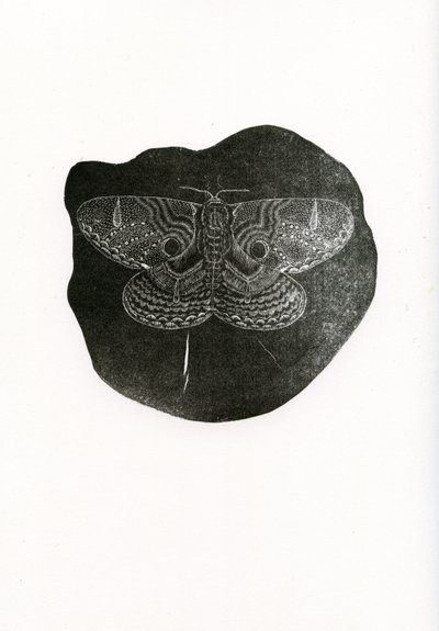 Night Butterfly by Bella Larsson
