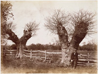 A Hedgerow Tree by Benjamin Brecknell Turner
