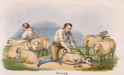 Shearing by Benjamin Waterhouse Hawkins