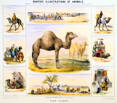 The Camel, c1850 by Benjamin Waterhouse Hawkins