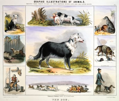 The Dog by Benjamin Waterhouse Hawkins
