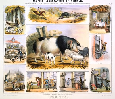 The Pig, 1850 by Benjamin Waterhouse Hawkins
