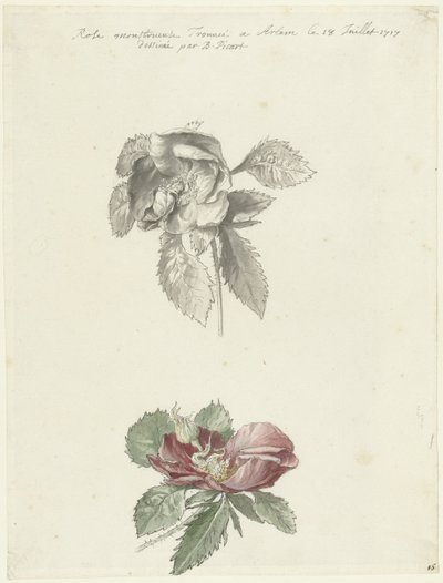 Study Sheet with a Rose by Bernard Picart