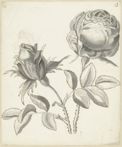 Two Roses by Bernard Picart