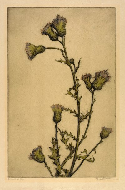 Canada Thistle by Bertha E. Jaques