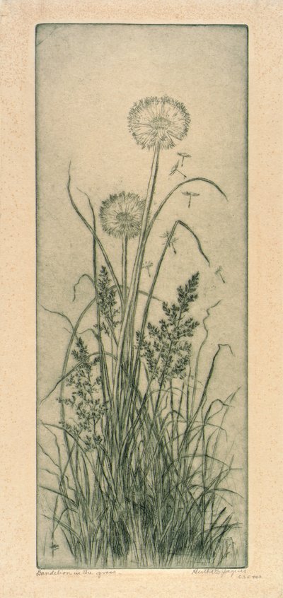 Dandelion in the Grass by Bertha E. Jaques