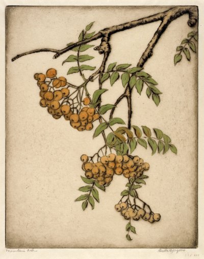 Mountain Ash by Bertha E. Jaques