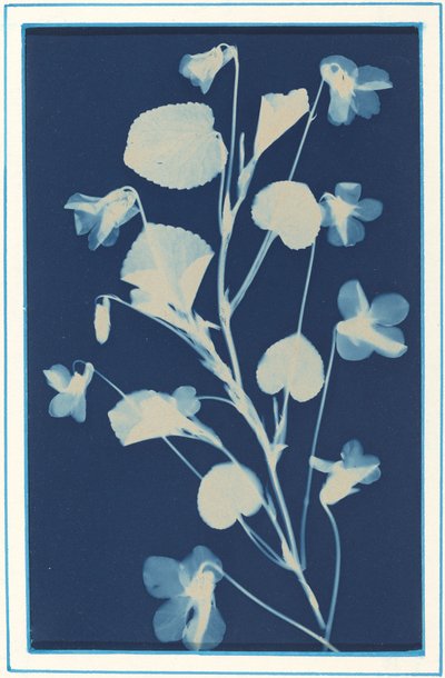 Untitled by Bertha Evelyn Jaques