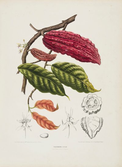 Theobroma, Cacao tree by Berthe Hoola van Nooten