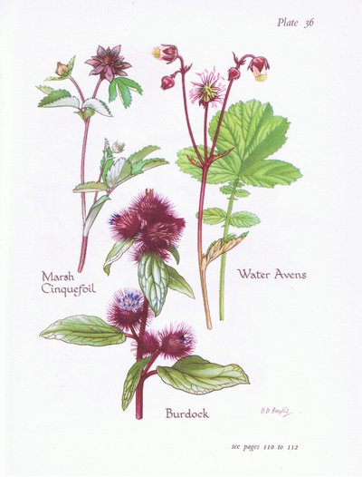 Marsh Cinquefoil, Burdock, Water Avens by Bessie D. Inglis