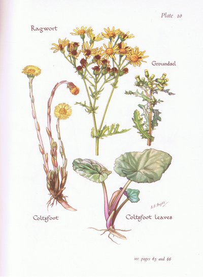 Ragwort, Groundsel, Coltsfoot by Bessie D. Inglis