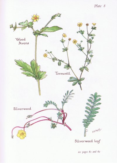 Wood Avens, Tormentil, Silverweed by Bessie D. Inglis