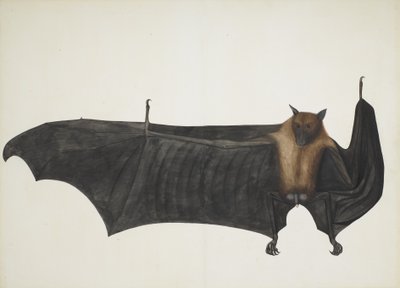 Great Indian Fruit Bat by Bhawani Das
