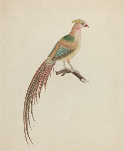 Golden Pheasant (Chrysolophus pictus) by British 18th Century