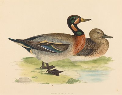 Bimaculated Duck by British 19th Century