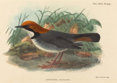 Bird (Larvivora Ruficeps) by British 19th Century