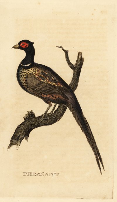 Common Pheasant by British School