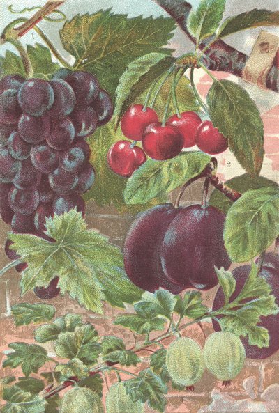 Fruits: grapes, cherries, plums by British School