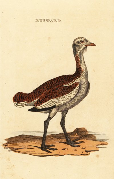 Great bustard, Otis tarda by British School