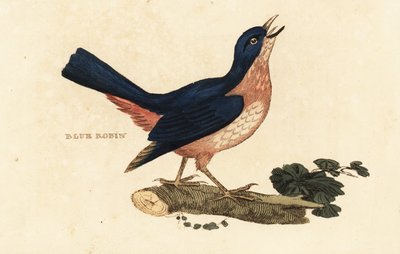 Siberian blue robin, Larvivora cyane by British School