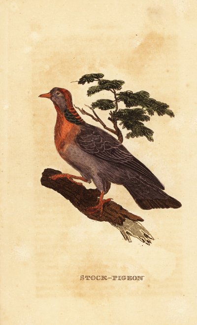 Stock Dove, Columba Oenas by British School