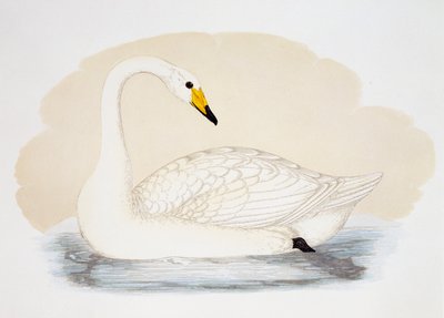 Wild Swan by British School