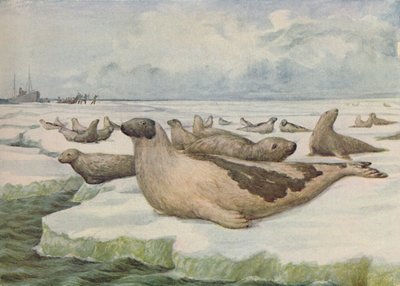 Seal-Hunting, Newfoundland by C.G Lowther