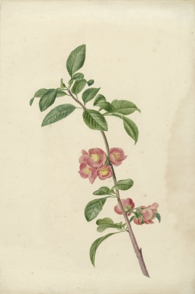 Blooming Branch of Japanese Cherry by C.J. Kruimel