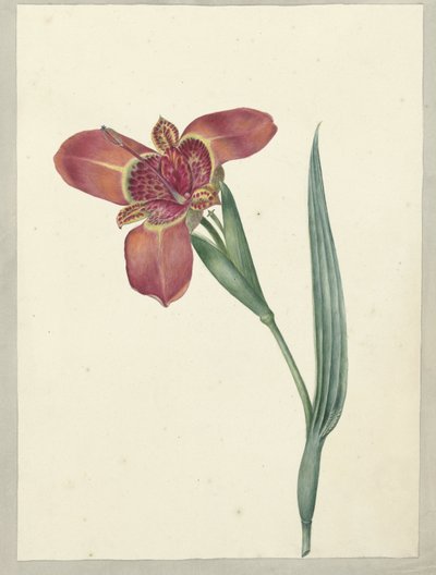 Flower Named Ferraria Tigrina by C.J. Kruimel